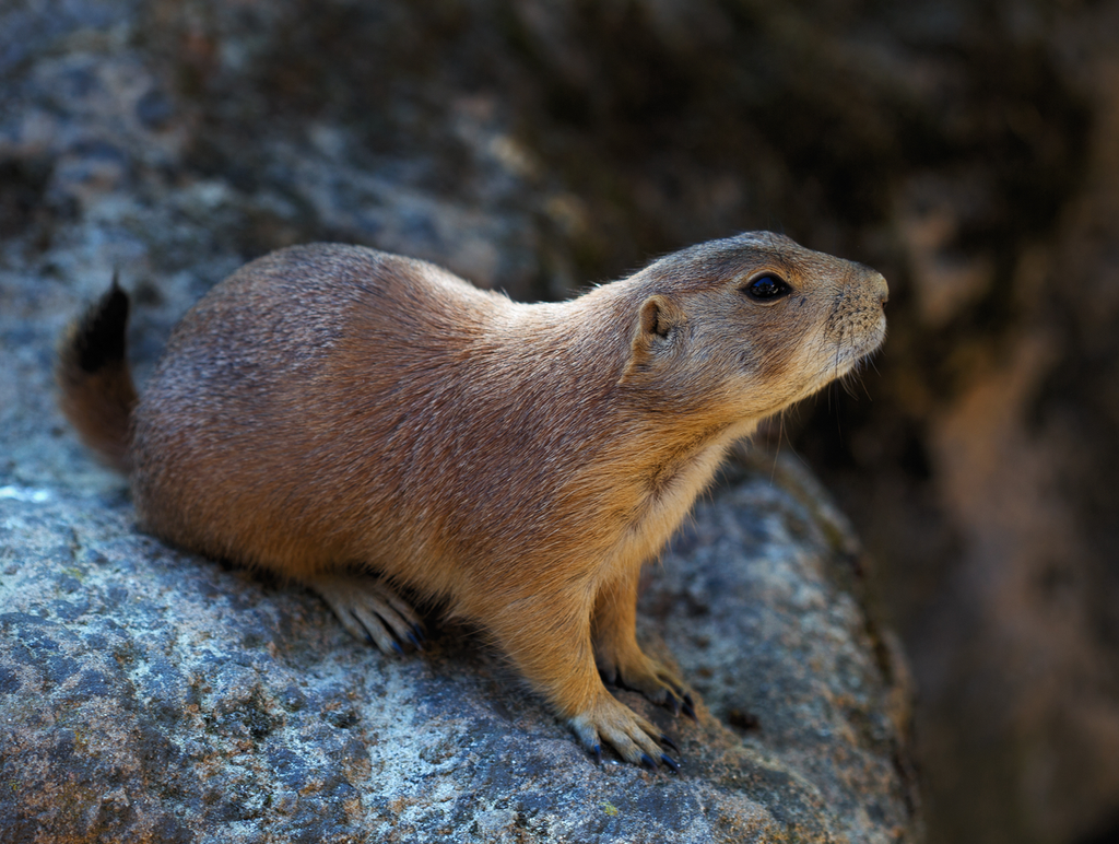 How Long Does Gopher Poison Last in the Ground? Shocking Facts