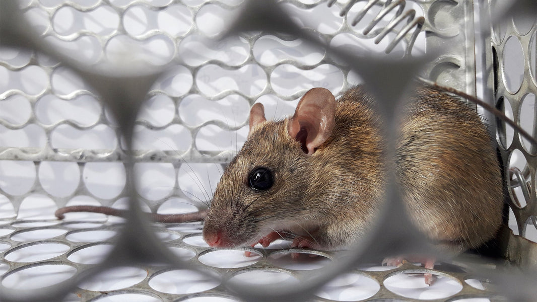 How Many Cases of Hantavirus in Michigan: What You Should Know?