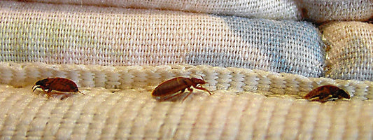 How to Communicate Pest Monitoring Success to Guests Effectively