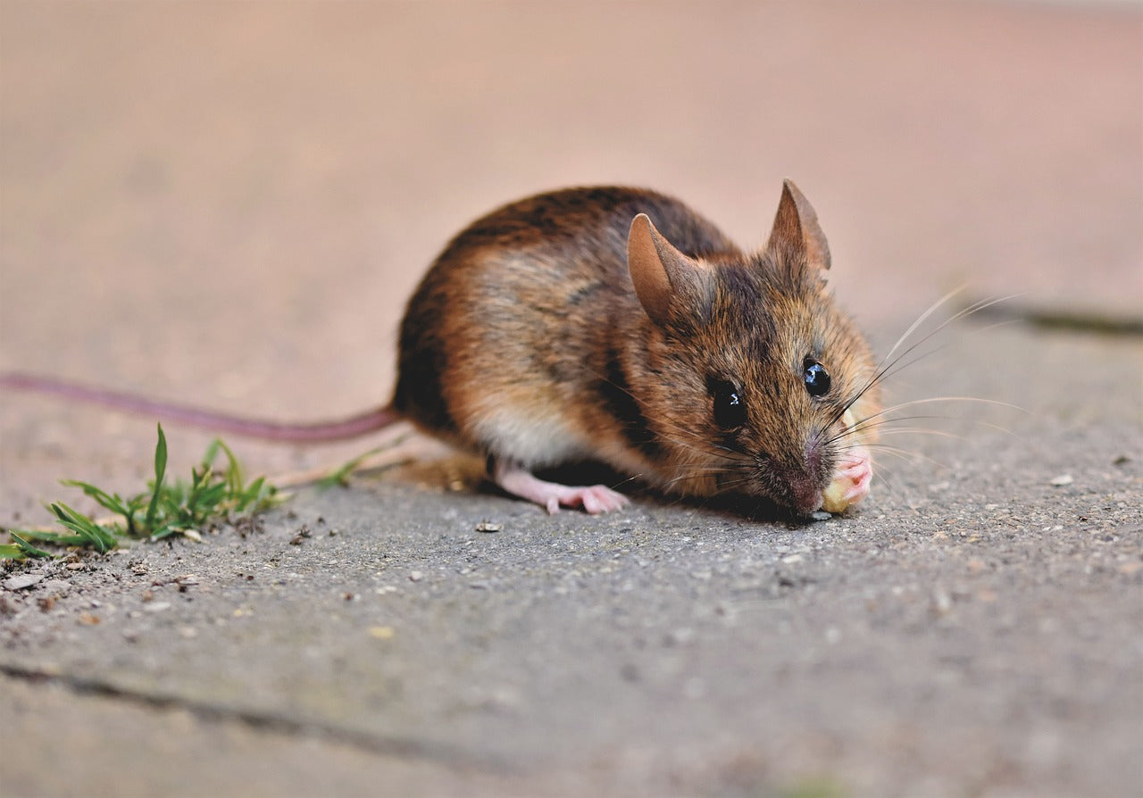Cayenne Pepper Rodent Repellent Solution: A Natural and Effective Approach