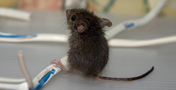 Wireless Rodent Detection Devices: Are They Worth It?