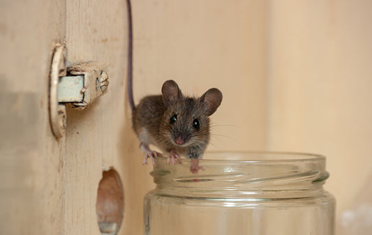 Rodent Activity in Vacation Homes: A Hidden Threat?