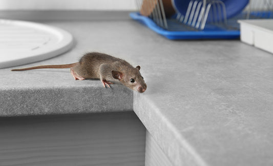 Pest-Free Home Tips: Keep Your Space Secure
