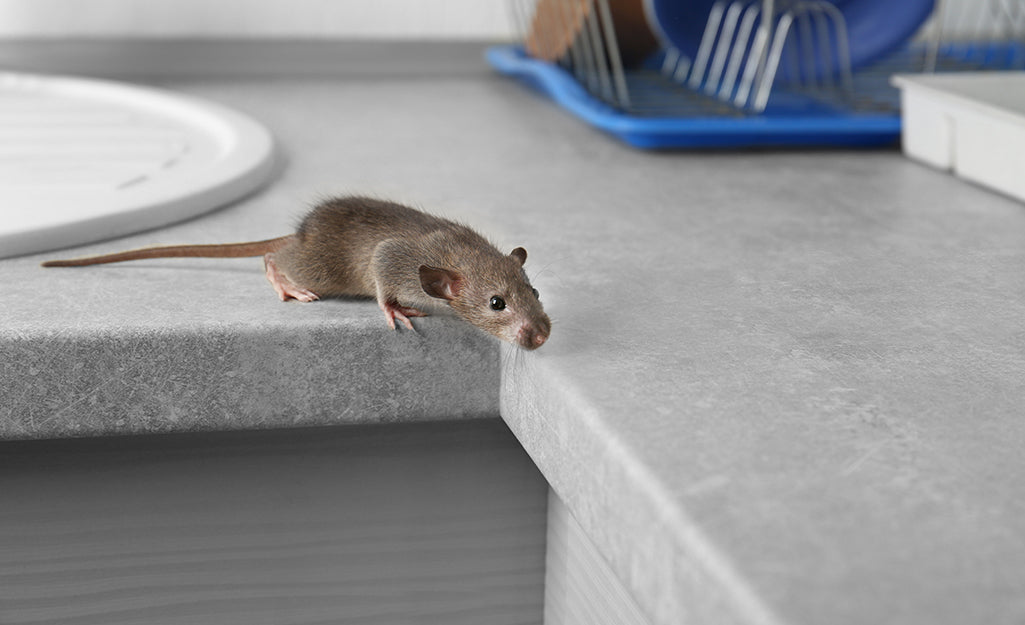 DIY Pest-Proofing Your Home: Quick Steps to Secure Your Space
