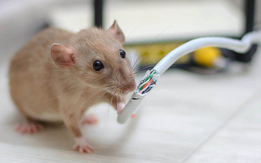 Natural Pest Repellent: Tips and Tricks for a Pest-Free Home