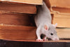 The Remarkable Differences Between Rats and Mice: Why They Matter?