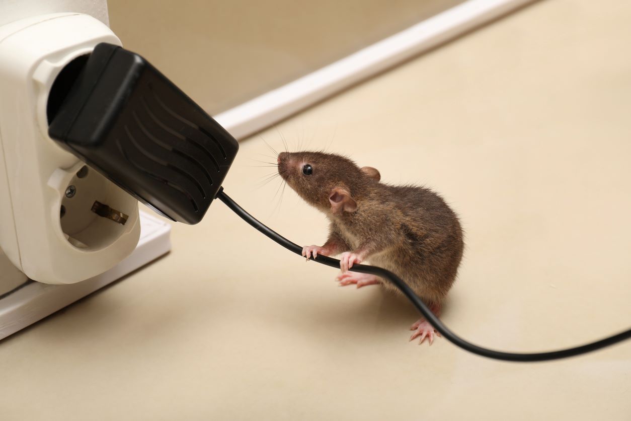 Vacation Home Pest Response Plan: Essential Strategies for Peaceful Stays