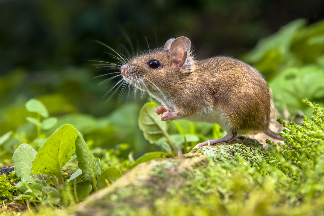 Smart Detection of Rodent Infestations: A Modern Approach