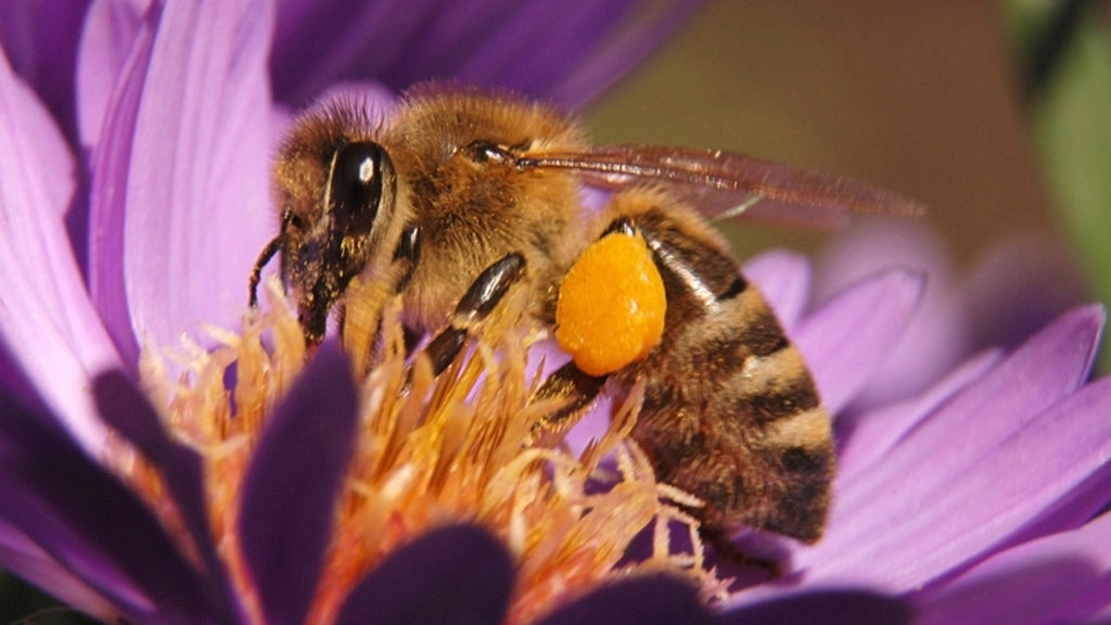 What Does Rosemary Repel? Terrific Insights Unveiled Here