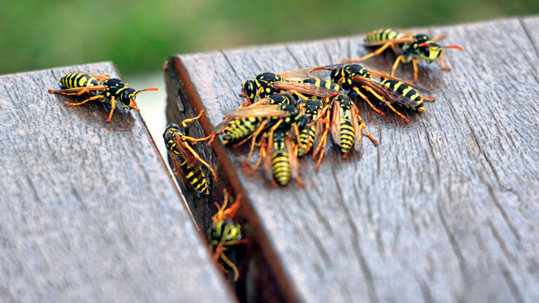 How to Repel Wasps from Patio: Tips and Tricks for Summer?