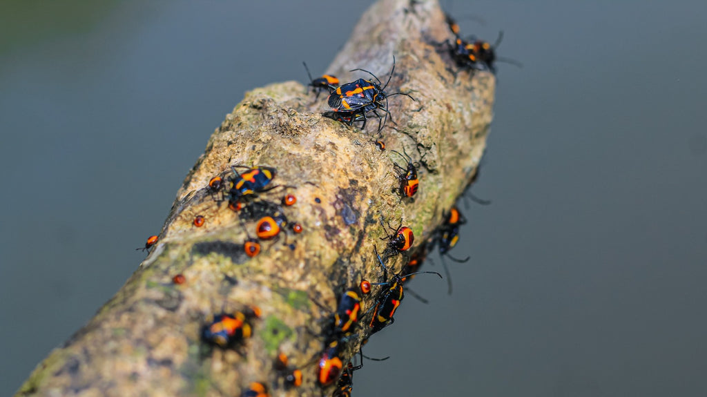 How to Repel Cicadas: Tips and Tricks for a Quiet Summer