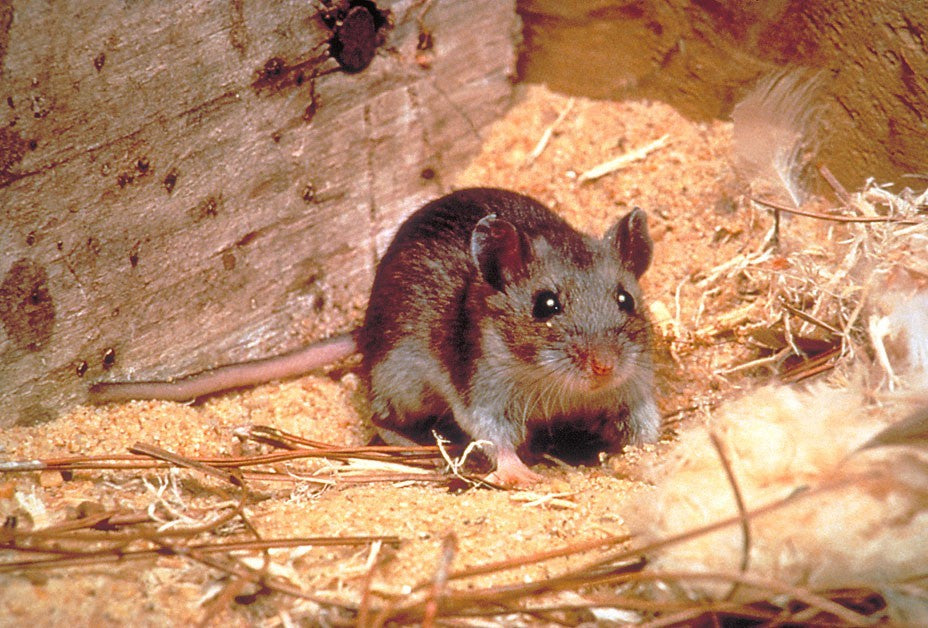 How Long Does Hantavirus Live on Surfaces? Key Facts