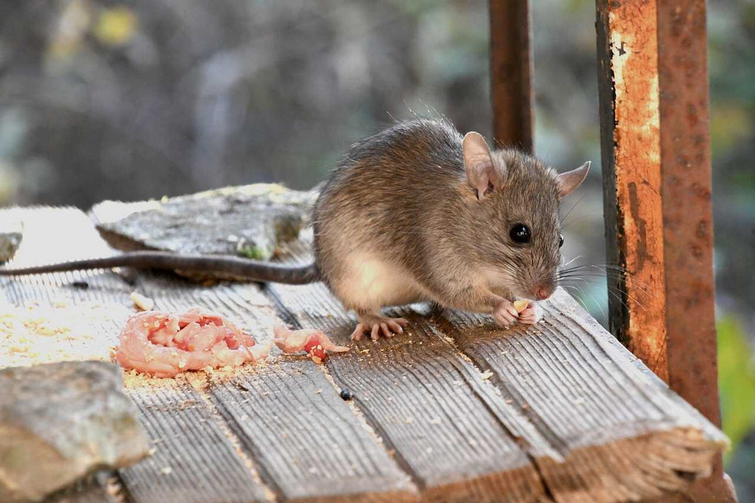 Benefits of Non-Toxic Rodent Control: Why It's Essential