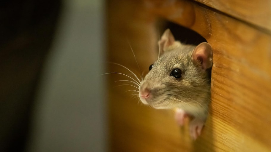 How Big is a Roof Rat? Understanding Size and Habits