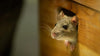 How to Eliminate Dead Rat Odor in Your Roof: Essential Tips!