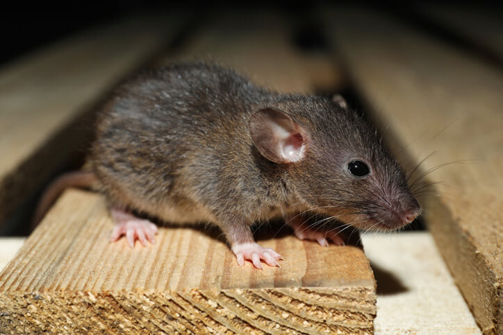 Automated Pest Response Protocols: Revolutionizing Control Systems
