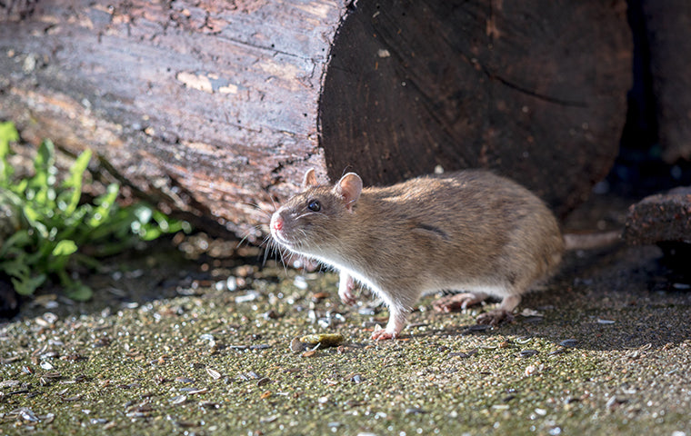 AI Pest Protection for Food Exporters: How It Transforms the Industry