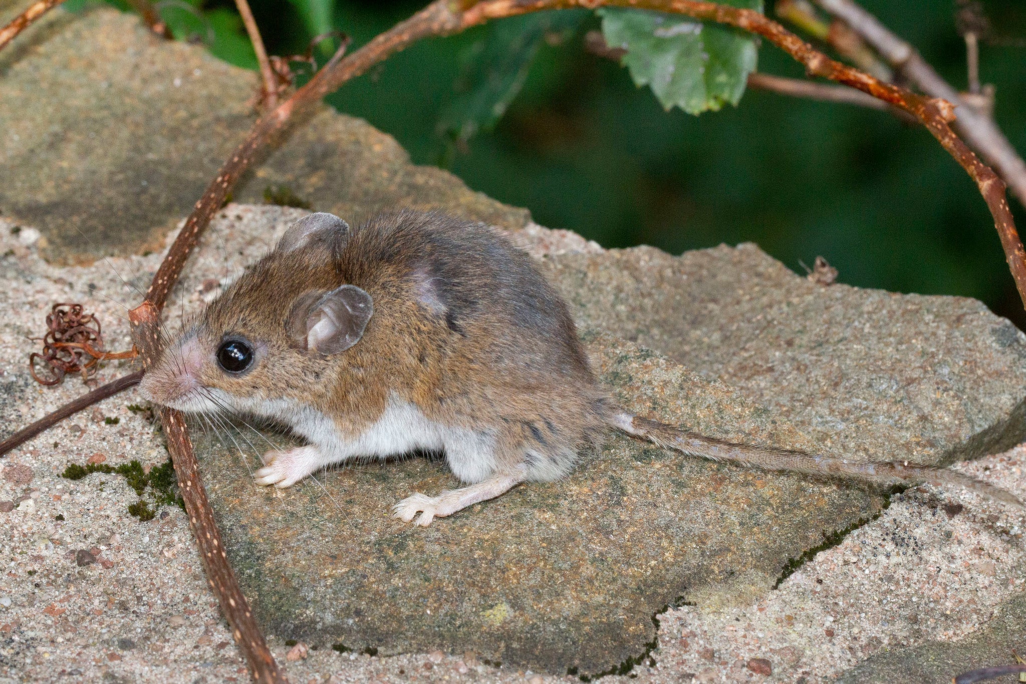 How Long Does Hantavirus Live in Cold Weather?  Key Facts