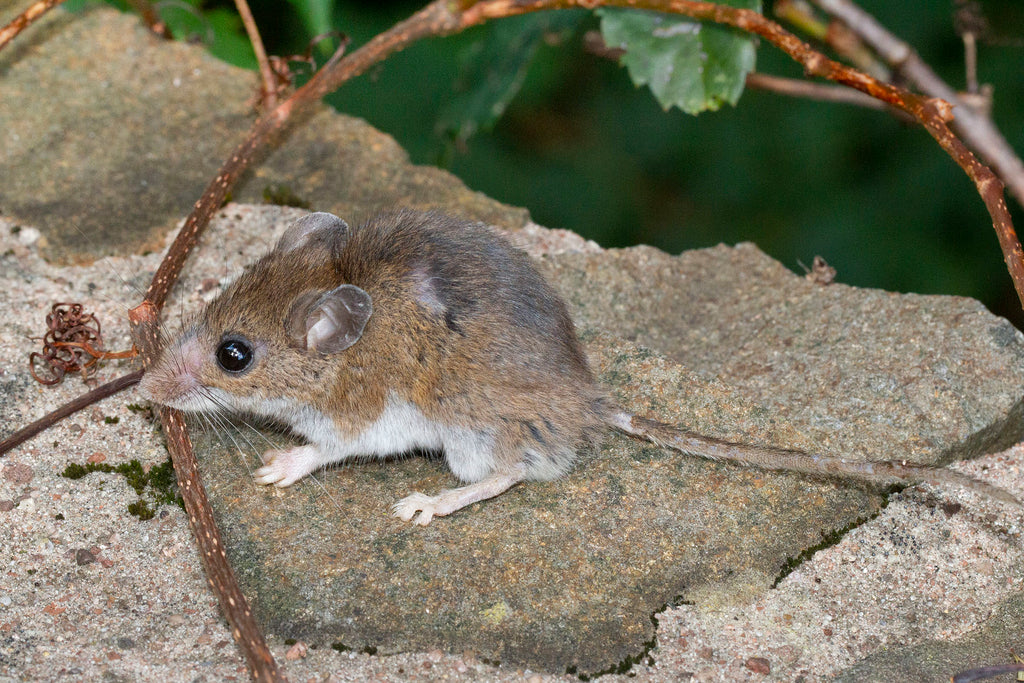 Where is Hantavirus Found? Shocking Facts and Information