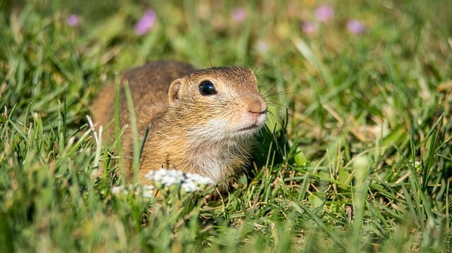 How to Kill a Gopher: Effective Strategies for Your Yard?