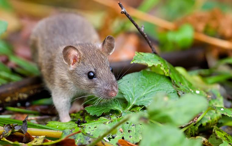 Rodent Control in Grain Storage: Safeguard Your Supply
