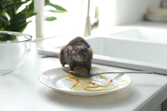 Safe Pantry Rodent Control Without Poisons: Effective Strategies