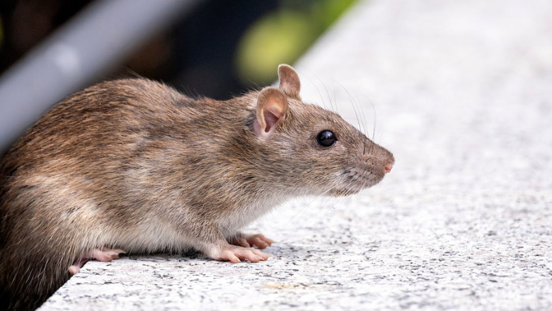 Commercial Pest Threat Detection: Safeguarding Spaces