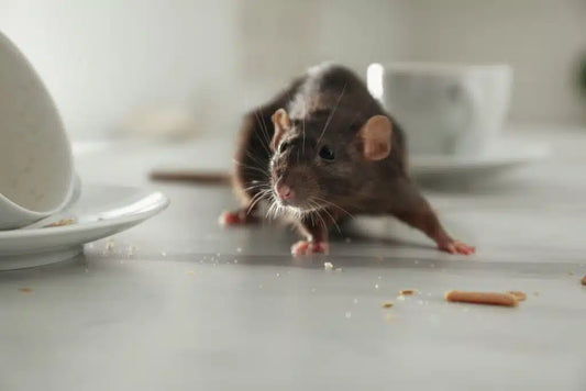 Eco-friendly Pest Control Products: Safe Solutions