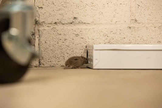 Vacation Rental Mice Infestation Signs: What to Watch For