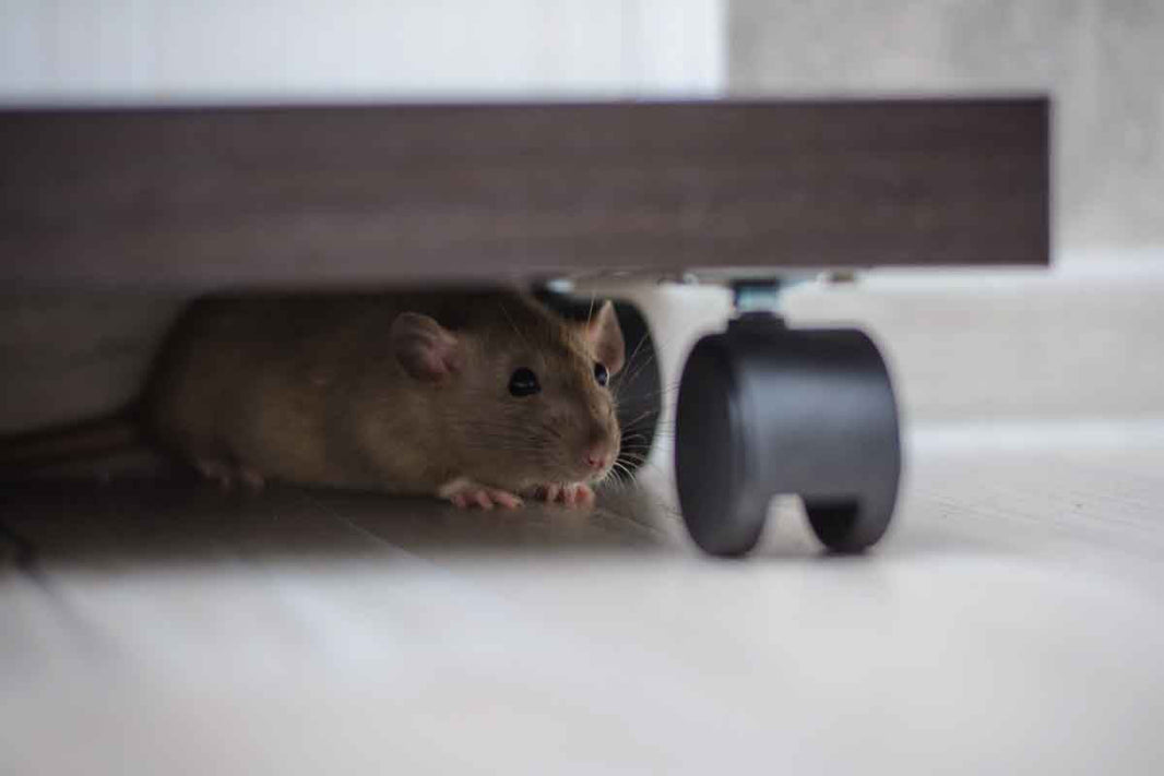 Crafting a Successful Rodent Control Strategy for Your Home