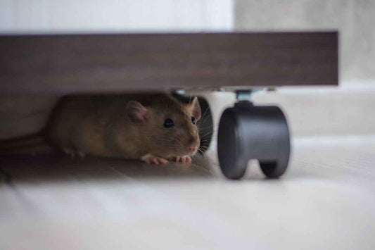 Pet-Safe Rodent Repellent Solutions for Home: How to Protect Your Pets and Property