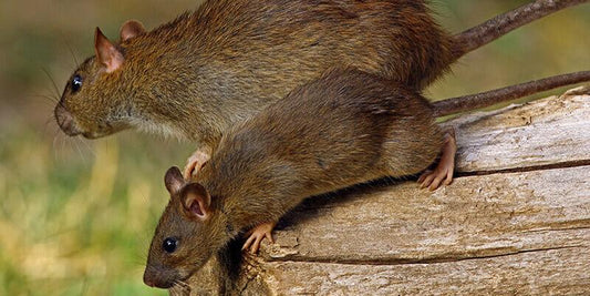 AI Pest Control Hardware for Facilities: Revolutionizing Safety