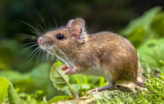 Rodent Control for Vegetable Gardens: Essential Tips & Tricks