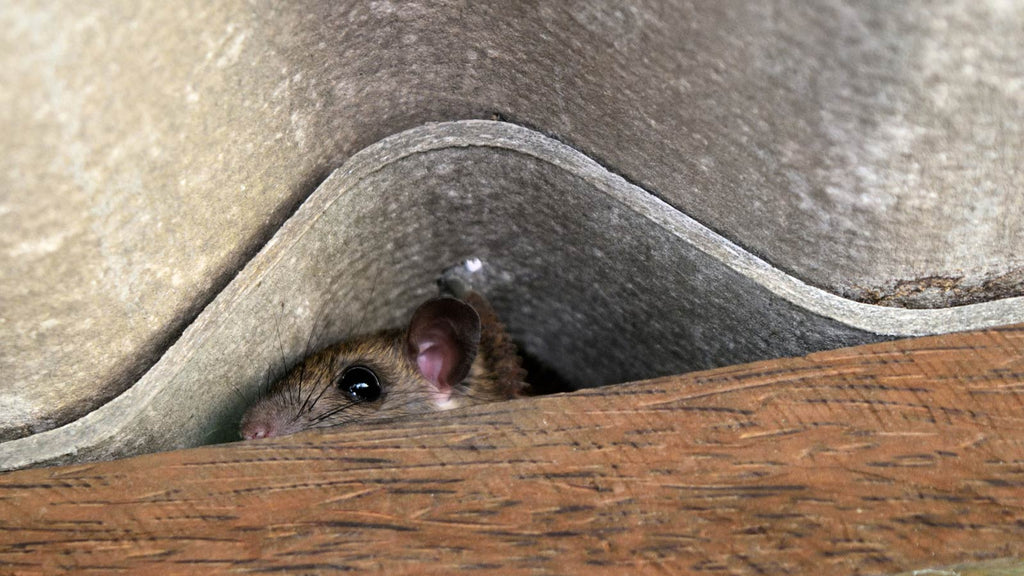 What is the Habitat Characteristic of the Roof Rat?