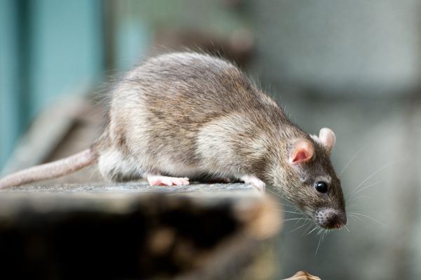 Smart Pest Tracking for Quick-Service Chains: Revolutionizing Pest Management