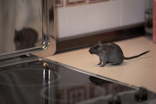 Pest Management at Home: Strategies for a Pest-Free Life