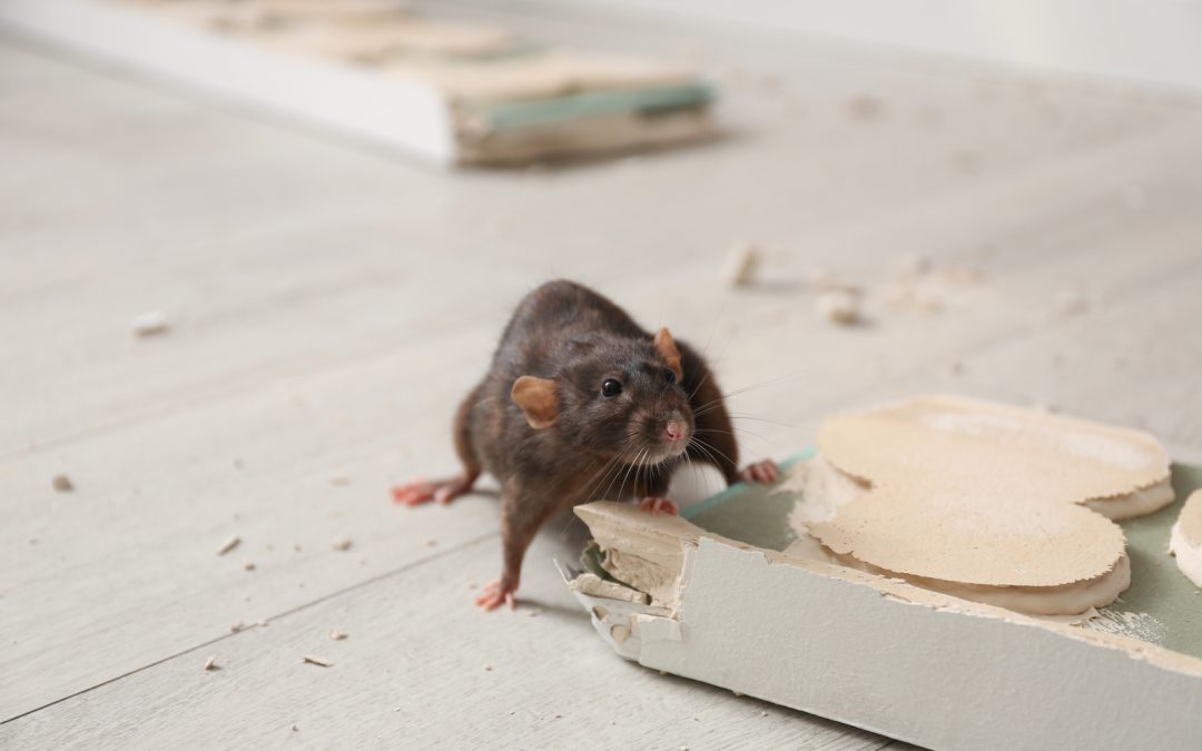 AI Rodent Control for Restaurants: Revolutionizing Hygiene