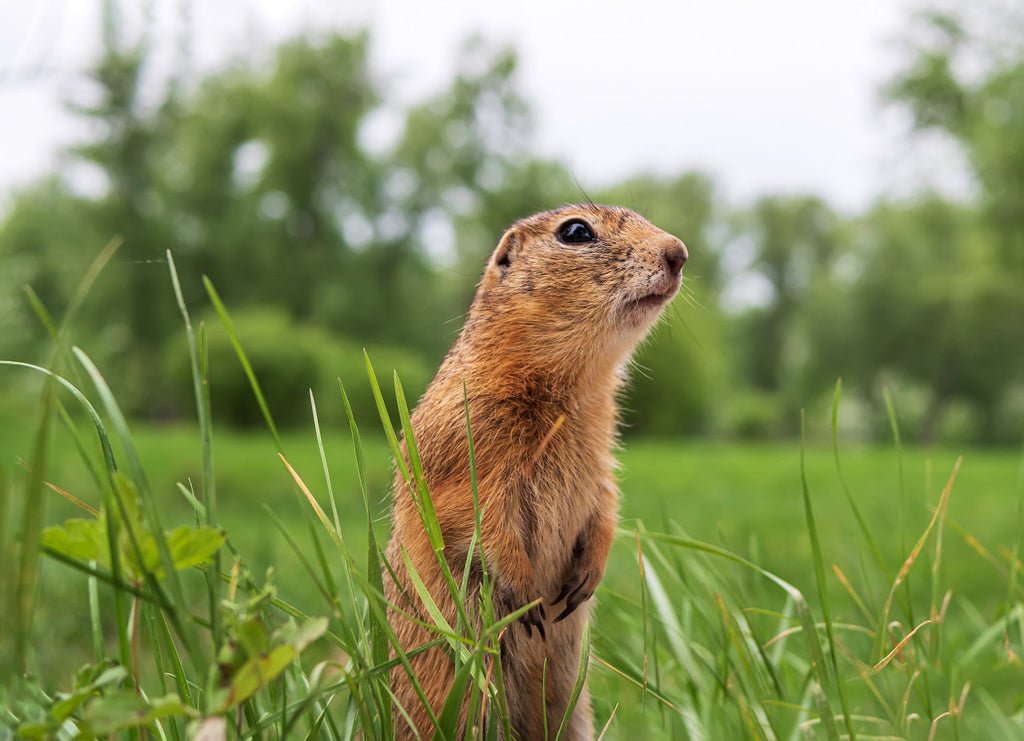 What Does a Gopher Eat? Insights into Their Diet and Habits