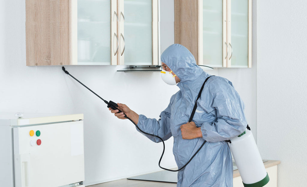 Who is Responsible for Pest Control When Renting? A Guide