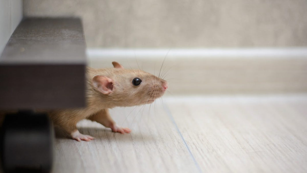 How to Use Live-Catch Rodent Traps: A Detailed Guide