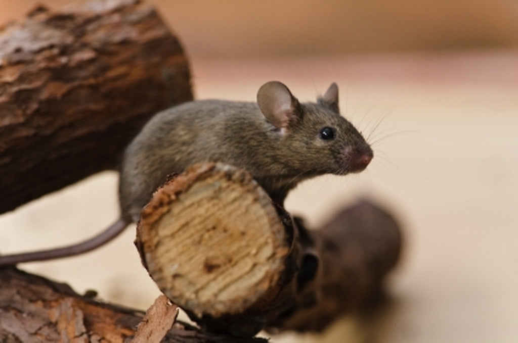 Outdoor Pest Control Tips for Rentals: A Must-Read Guide