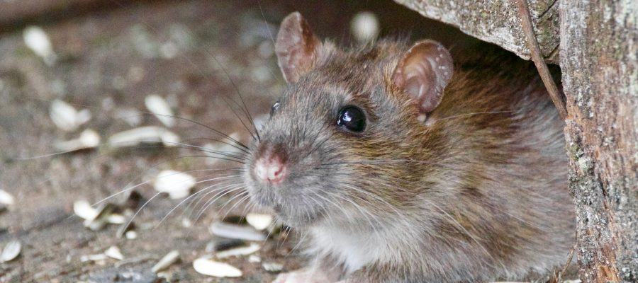 Warehouse Rodent Surveillance System: Guarding Your Goods