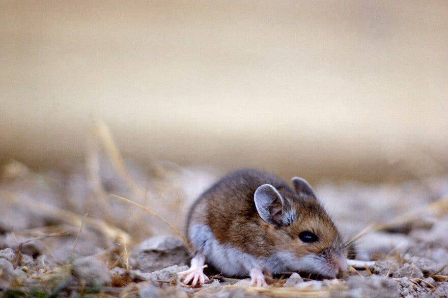 What Microbe Causes Hantavirus? Shocking Insights Here!