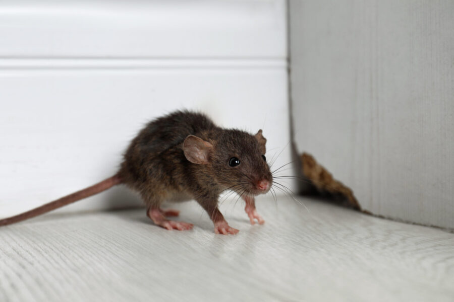 AI Rodent Trap Systems for Supermarkets: A Must-Have Solution