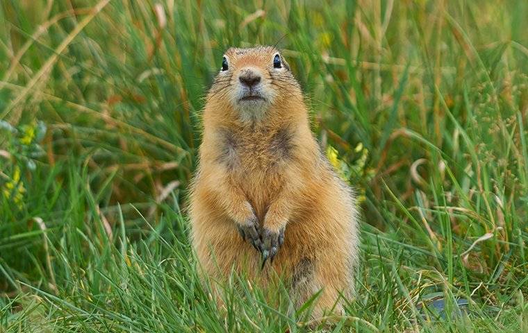 Where Do Gopher Live? Unraveling Their Habitats and Behavior