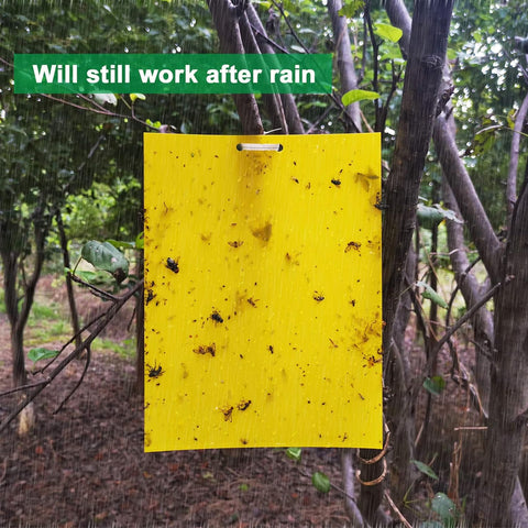 Image of 50 Sheets Yellow Sticky Traps, Fruit Fly Traps, for Indoor and Outdoor, Include Twist Ties and Plastic Holders