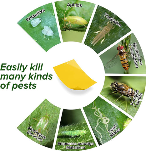 Image of 20 Pack Gnat Sticky Traps for Indoor and Outdoor, Fruit Fly Paper Sheets Yellow Insect Killer for Flying,Whitefly, Aphids, Leafminers- 6X8 In, Twist Ties Included
