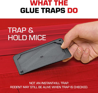 Glue Traps Mouse Size with Eugenol for Enhanced Stickiness for Mice, Cockroaches, and Spiders, 6 Traps